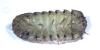 Armadillidium nasatum
